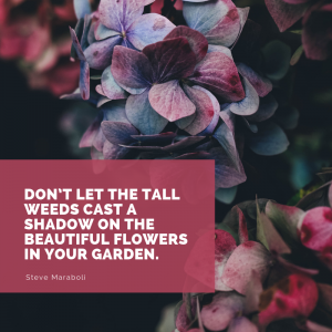 Don't let the tall weeds cast a shadow on the beautiful flowers in your garden beautiful quotes on beautiful flower